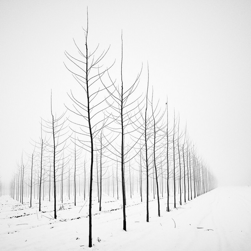 عکاسی، عکاسی طبیعت، عکاسی برف، عکاسی کنتراست بالا، برف، برف روی درخت، عکاسی برف