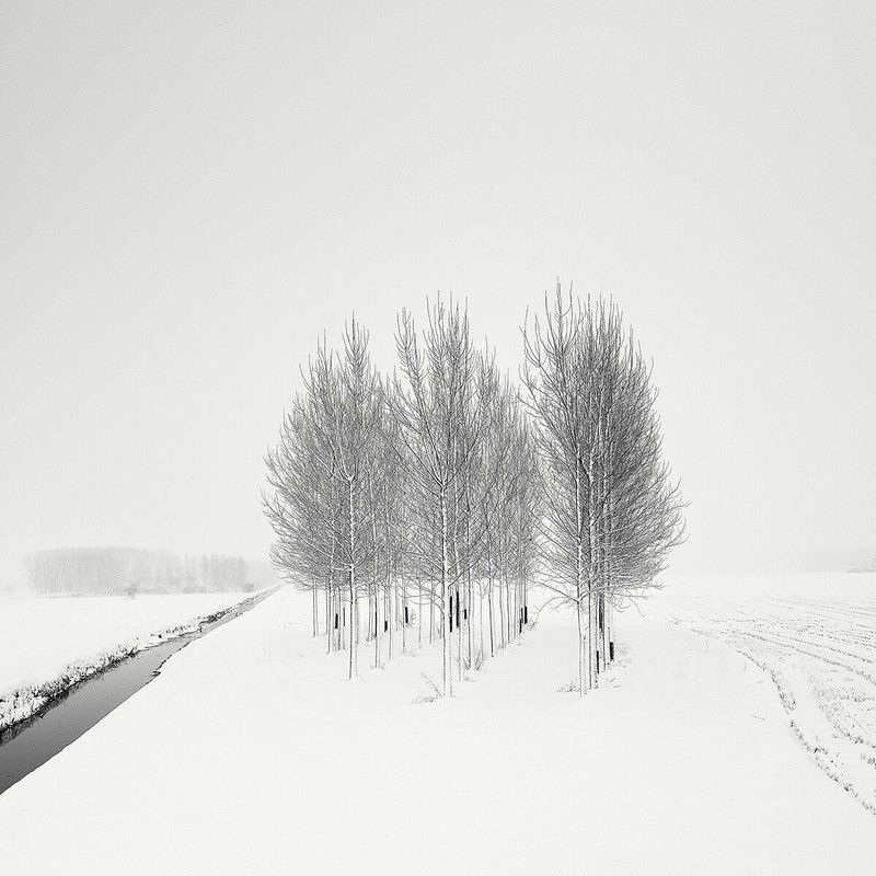 عکاسی، عکاسی طبیعت، عکاسی برف، عکاسی کنتراست بالا، برف، برف روی درخت، عکاسی برف