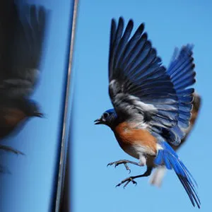 حفاظت از پرندگان در برابر شکارچیان شیشه ای