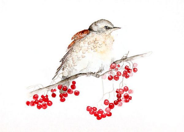 اظهار عشق به پرندگان با نقاشی از آنها