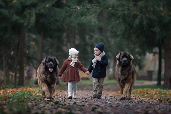 بچه های کوچک و سگهای بزرگشان