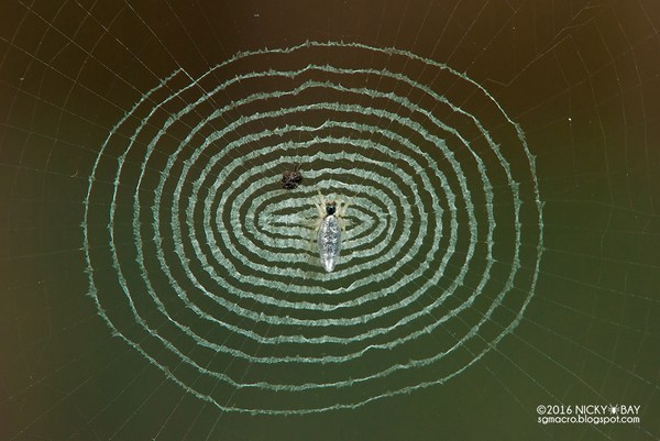 طبیعت، عنکبوت، عنکبوت آینه ای، عکاسی طبیعت
