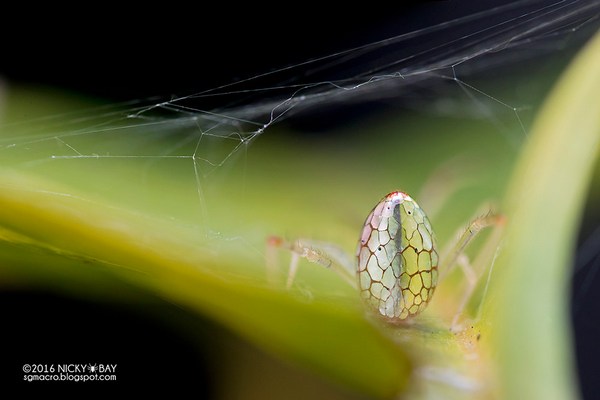 طبیعت، عنکبوت، عنکبوت آینه ای، عکاسی طبیعت
