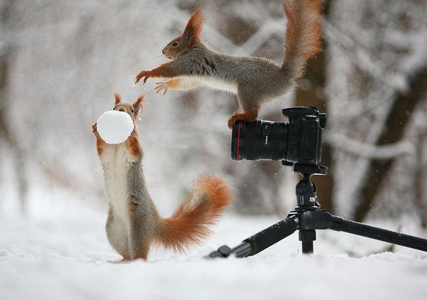 سنجاب، عکاسی، حیات وحش