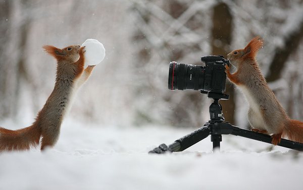 سنجاب، عکاسی، حیات وحش